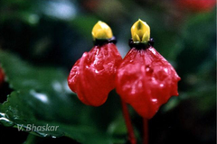 Impatiens jerdoniae